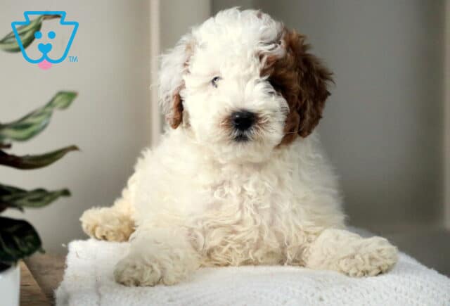 Walter Mini Poodle3 image