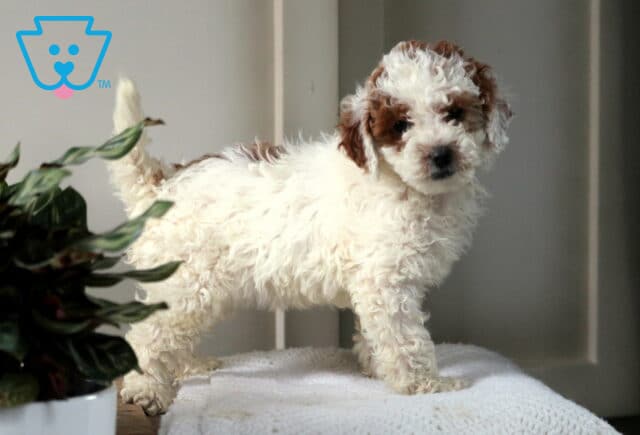Wanita Mini Poodle image