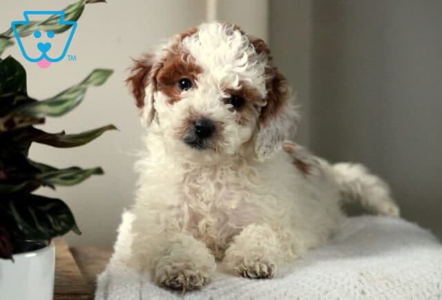 Wanita Mini Poodle2 image