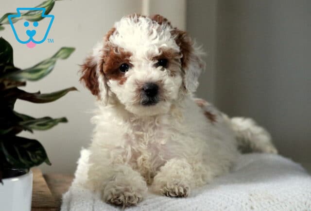 Wanita Mini Poodle3 image