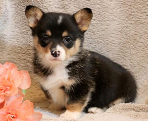 Willow Corgi