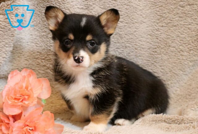 Willow Corgi image