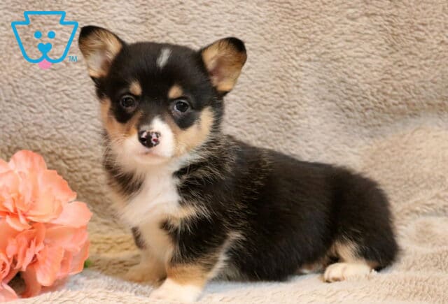 Willow Corgi2 image
