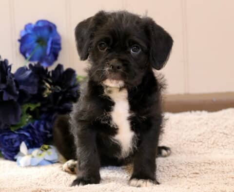 Willy Frenchiepoo