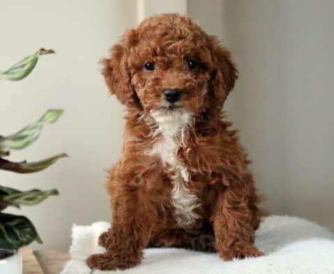 Wilson Mini Poodle