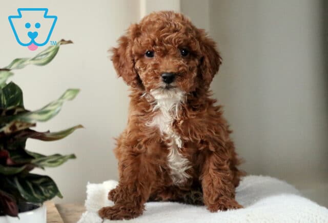 Wilson Mini Poodle image