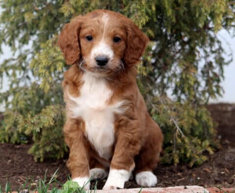 Amber Goldendoodle