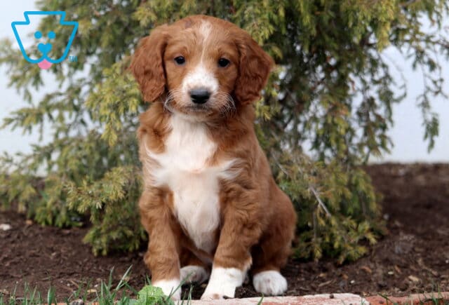 Amber Goldendoodle image