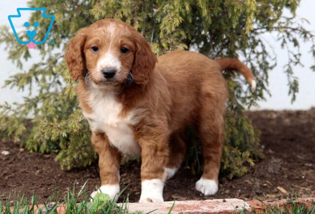 Amber Goldendoodle2 image