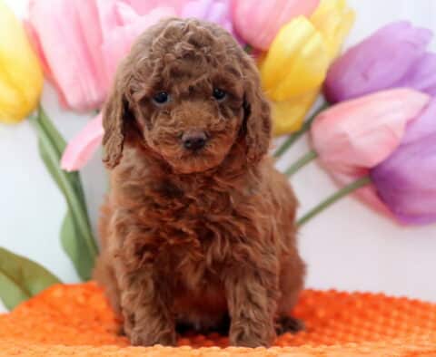Andy Mini Poodle