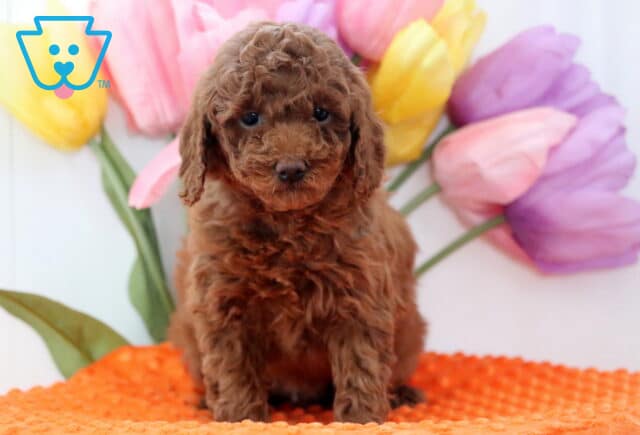 Andy Mini Poodle image