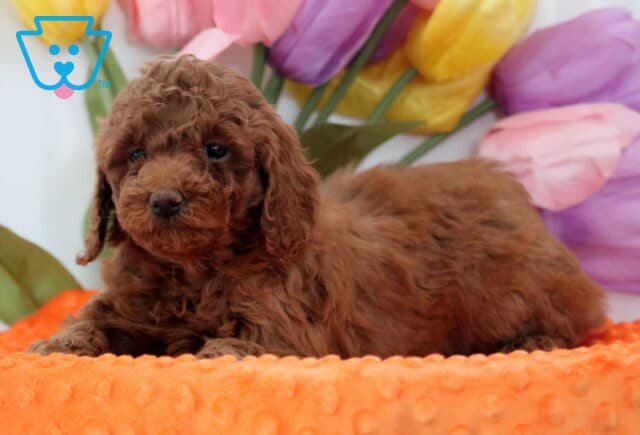 Andy Mini Poodle2 image
