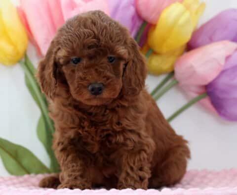 Angel Mini Poodle