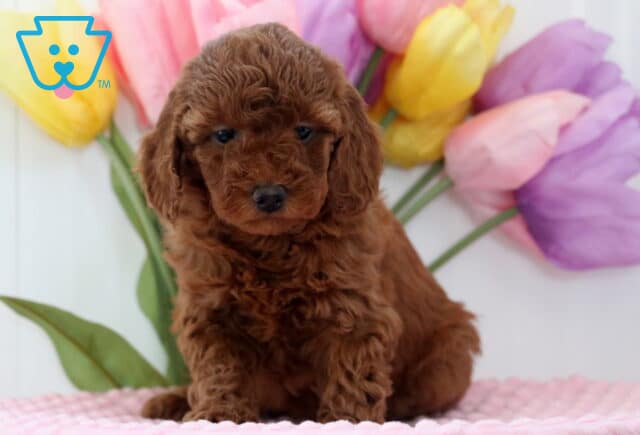 Angel Mini Poodle image