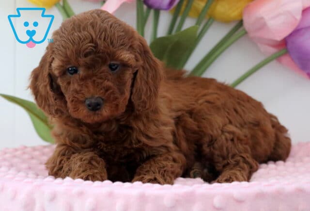Angel Mini Poodle2 image