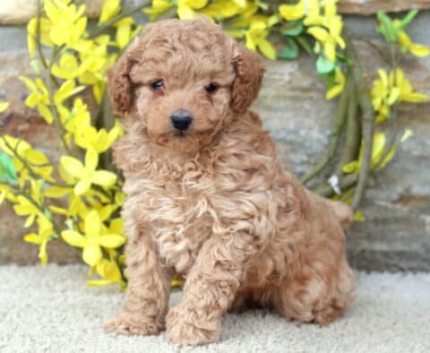 Annabell Toy Poodle