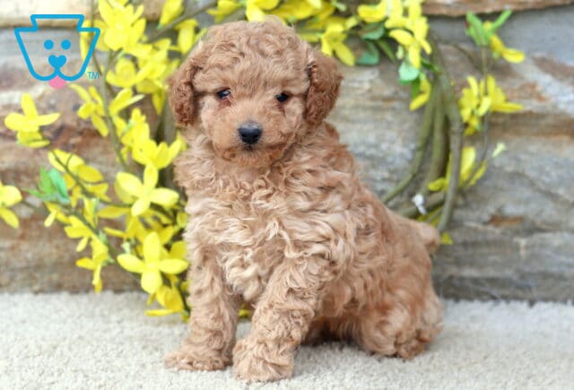 Annabell Toy Poodle image