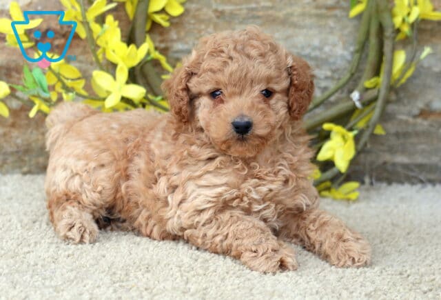 Annabell Toy Poodle2 image