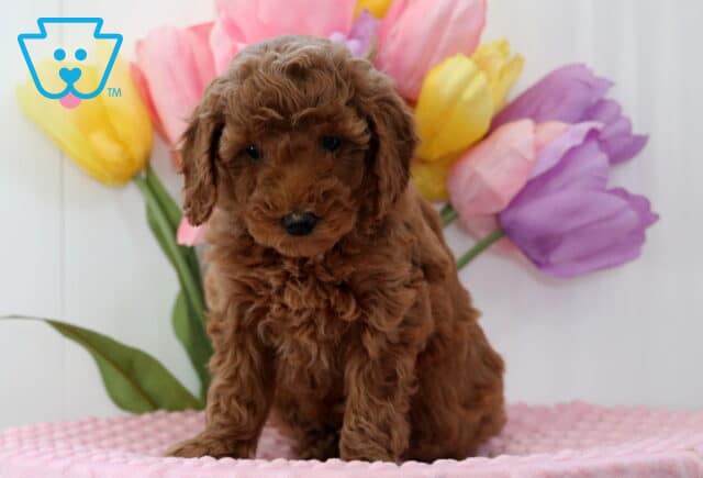 Annie Mini Poodle image