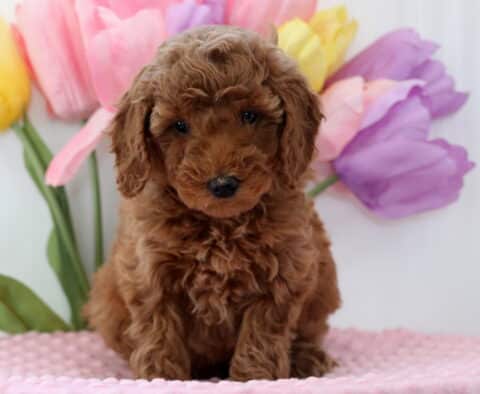 Annie Mini Poodle2