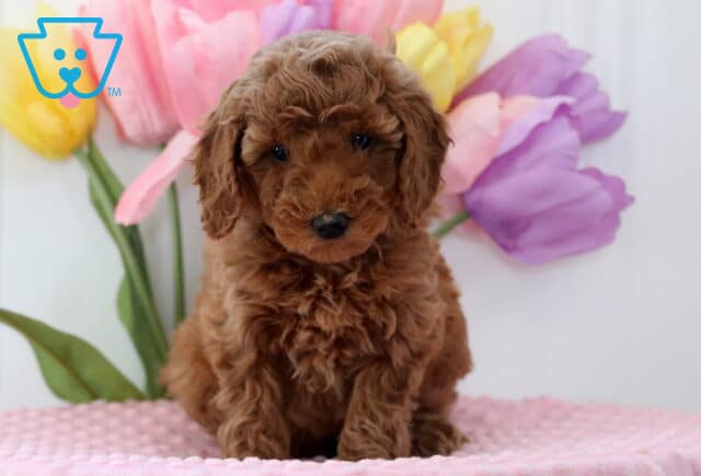 Annie Mini Poodle2 image