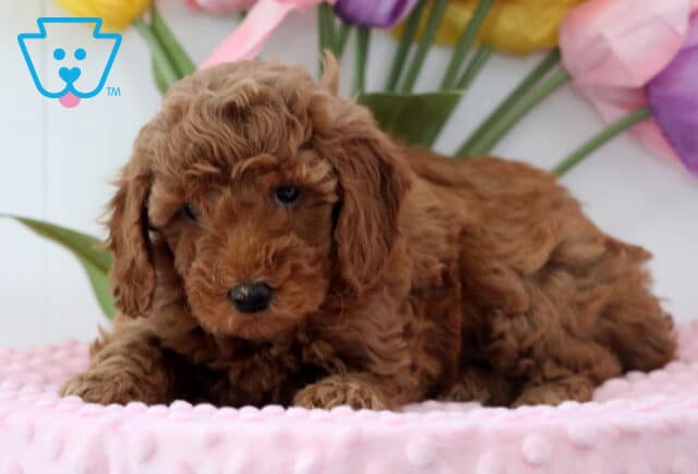 Annie Mini Poodle3 image