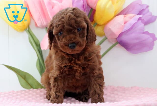 Apricot Mini Poodle image