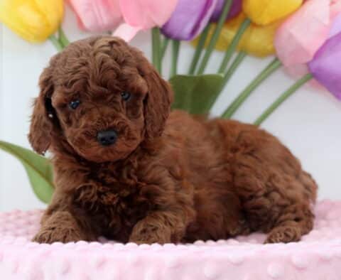 Apricot Mini Poodle2