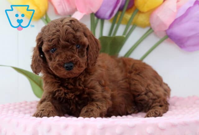 Apricot Mini Poodle2 image
