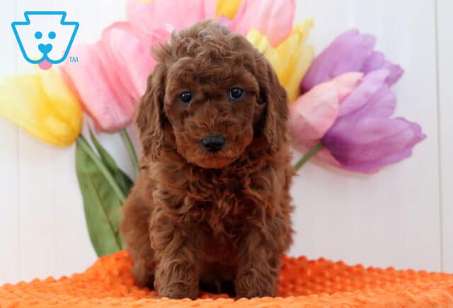 Arnie Mini Poodle image
