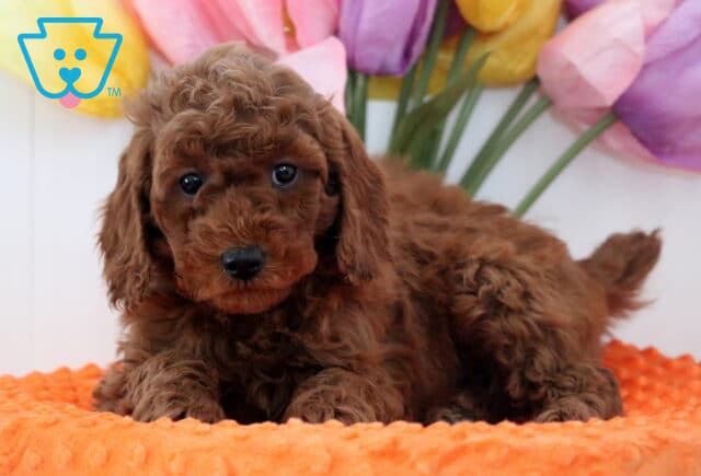Arnie Mini Poodle2 image