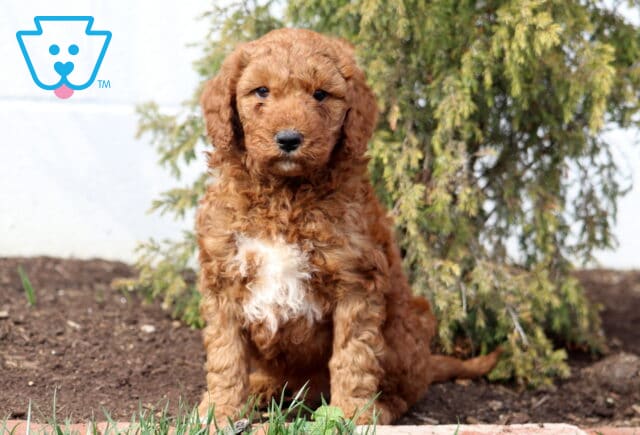 Ash Goldendoodle image