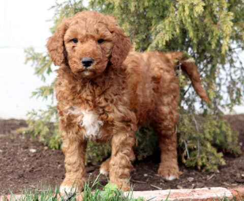 Ash Goldendoodle2