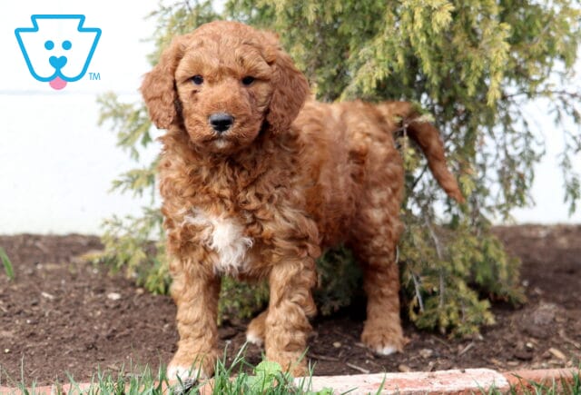 Ash Goldendoodle2 image