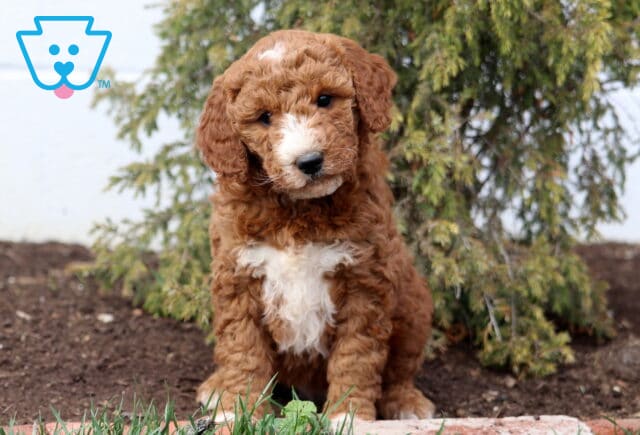 Ava Goldendoodle image