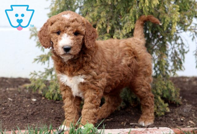 Ava Goldendoodle2 image