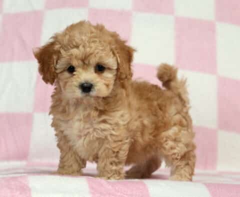 Baby Doll Bichpoo