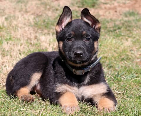 Baby German2