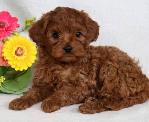 Babycakes Cavapoo2