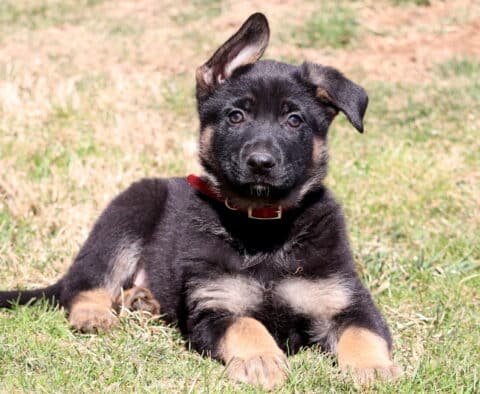 Bandit German2