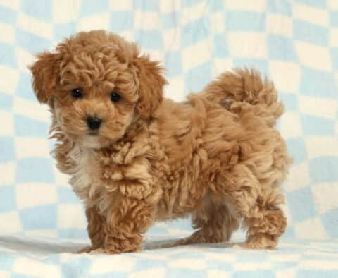 Benny Bichpoo