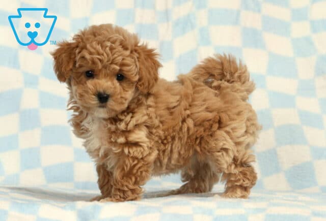 Benny Bichpoo image