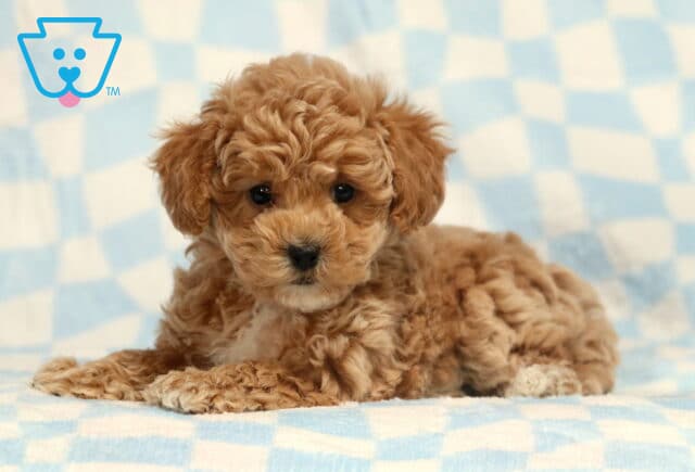 Benny Bichpoo2 image