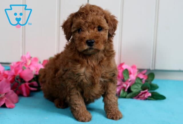 Benny Mini Poodle image