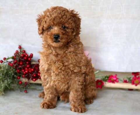 Benny Mini Poodle