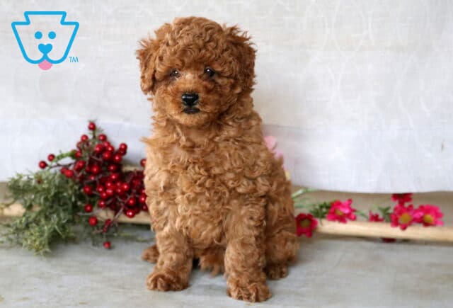 Benny Mini Poodle image