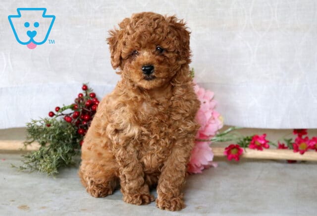 Benny Mini Poodle2 image