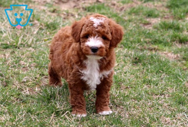 Benson Mini Poodle image