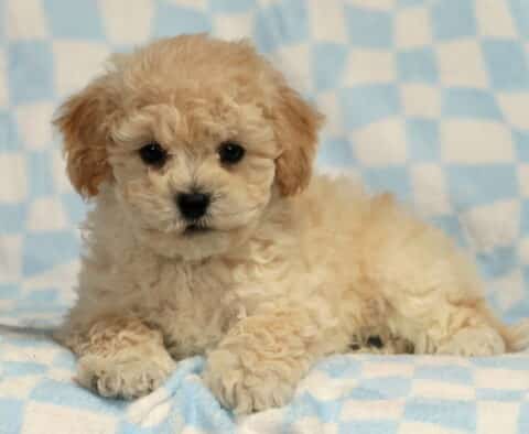 Biscuit Bichpoo2