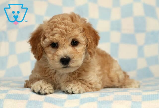 Blake Bichpoo image